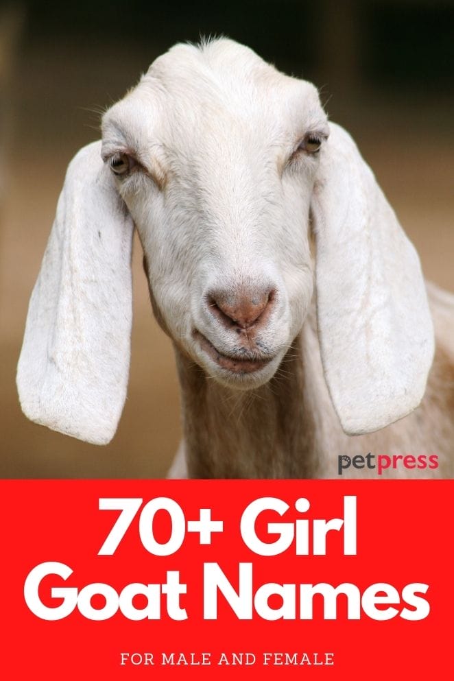 Girl Goat Names for a girl goat