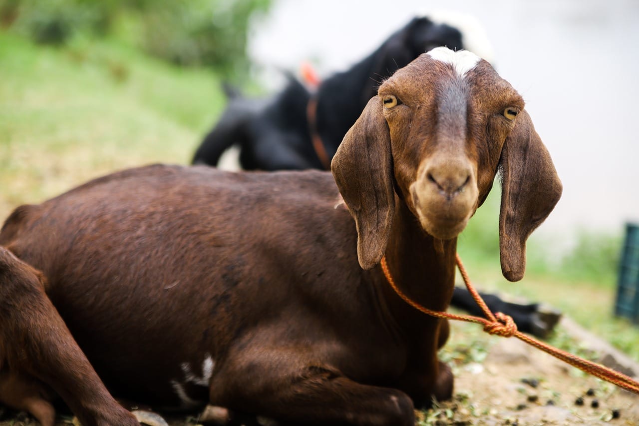 best-girl-goat-names