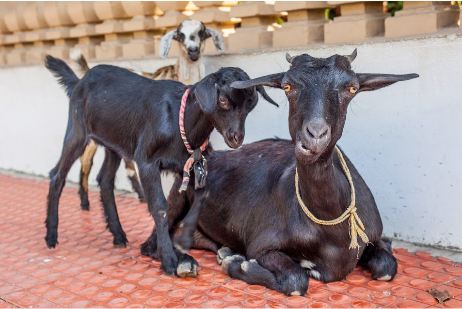 best baby goat names for 2022