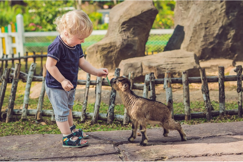 best baby goat names for your goats!